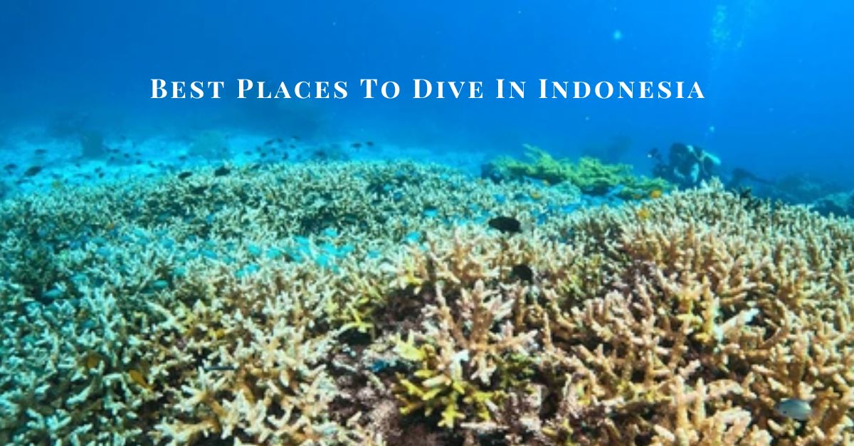 10 Best Diving Spots In Indonesia In 2024