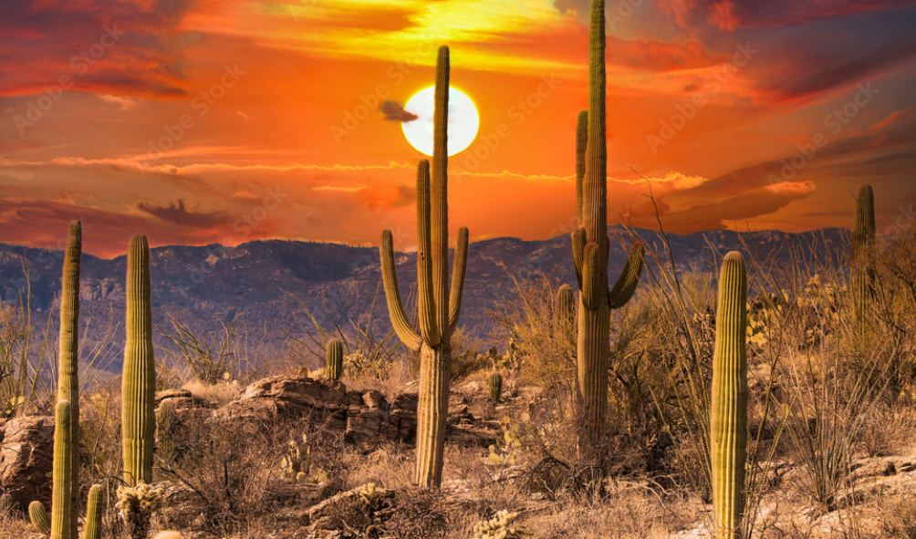 10 Best Saguaro National Park Trails & Treks